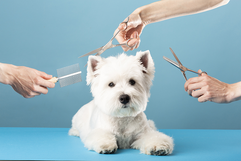 5 Tüy Bakım Hilesi: Evcil Hayvanınızın Tüylerini Sağlıklı ve Parlak Tutun